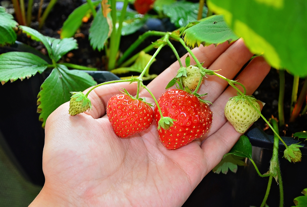 How To Grow Strawberries In Your Garden