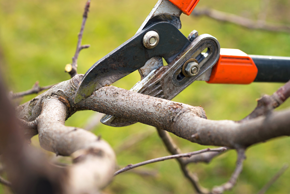 Pruning: Do You Really Need It?