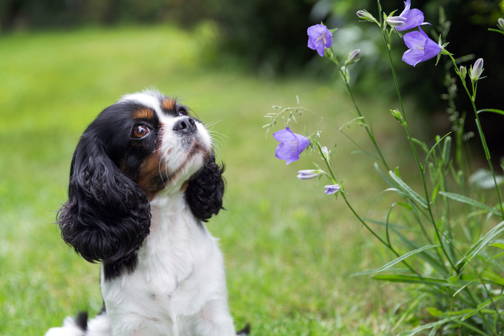 6 changes to make your garden safer for your dog