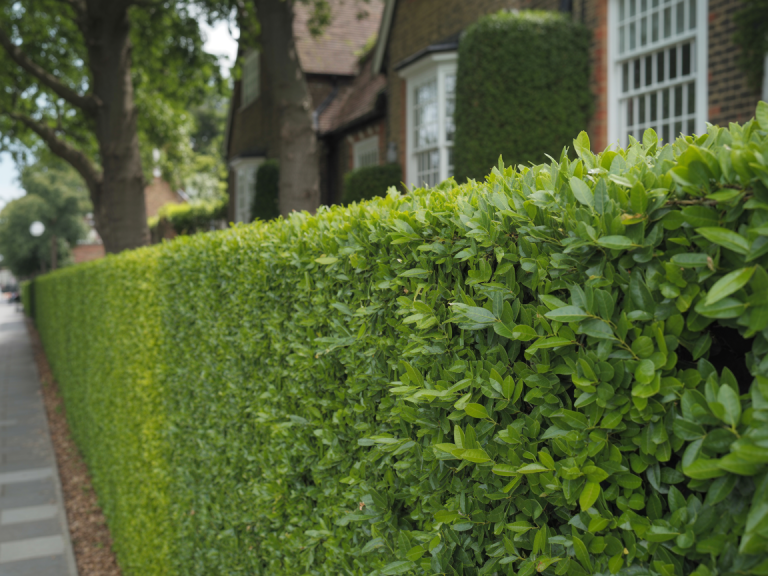 hedge cutting ongar